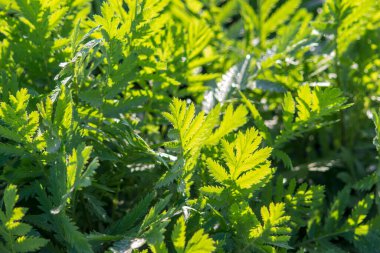 Arkaplan için yeşil yapraklar