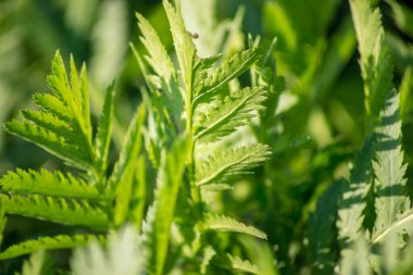 Arkaplan için yeşil yapraklar