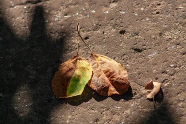Eylül 'de sarı sonbahar yaprakları