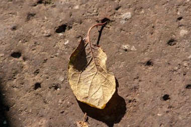 Eylül 'de sarı sonbahar yaprakları