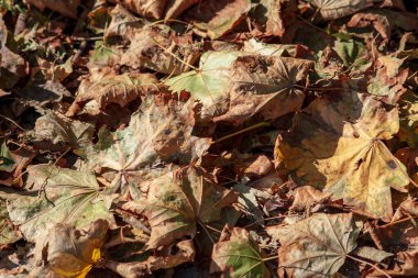 Eylül 'de sarı sonbahar yaprakları