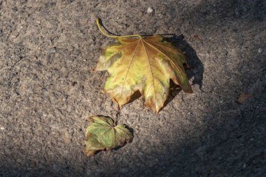 Eylül 'de sarı sonbahar yaprakları