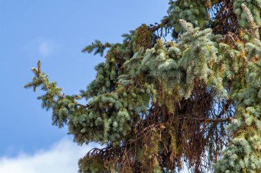 Bir Noel ağacının yeşil dalları ve gökyüzünün arka planında koniler