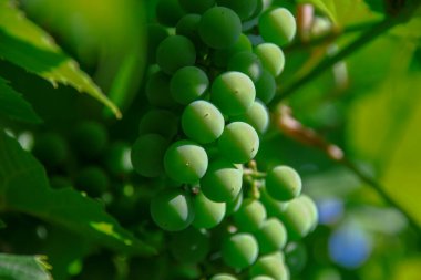 Yeşil üzüm ve yeşil yapraklar