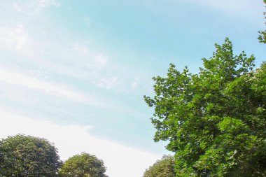 Yeşil yapraklı ve mavi gökyüzlü ağaçlar