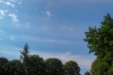 Yeşil yapraklı ve mavi gökyüzlü ağaçlar