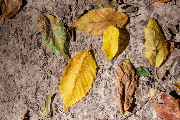 Autumn Leaves Forest Ground — Stock Photo, Image