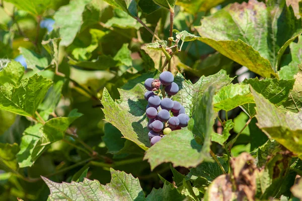 9月にブドウと緑の葉にブルーブドウ — ストック写真