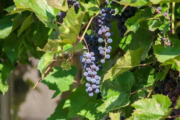 Niebieskie Winogrona Winorośli Zielone Liście Wrześniu — Zdjęcie stockowe