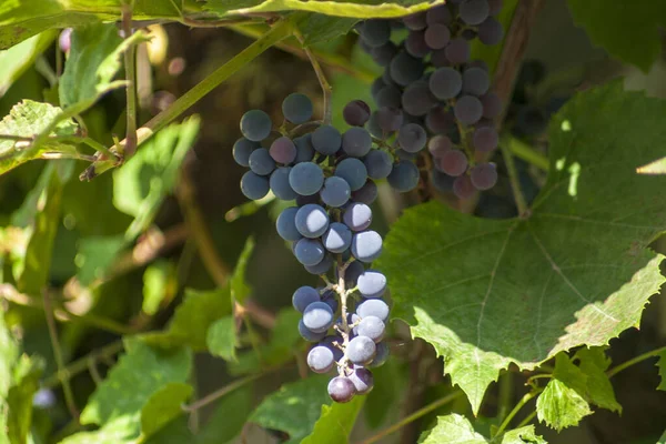 Siniset Viinirypäleet Viiniköynnöksen Vihreät Lehdet Syyskuussa — kuvapankkivalokuva