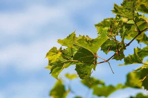 Zelené Vinné Listy Září — Stock fotografie