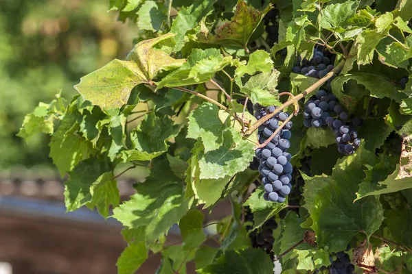 Blue Grapes Vine Green Leaves September — Stock Photo, Image