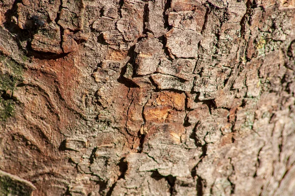 太陽の下で公園内の古い木の樹皮の質感 — ストック写真