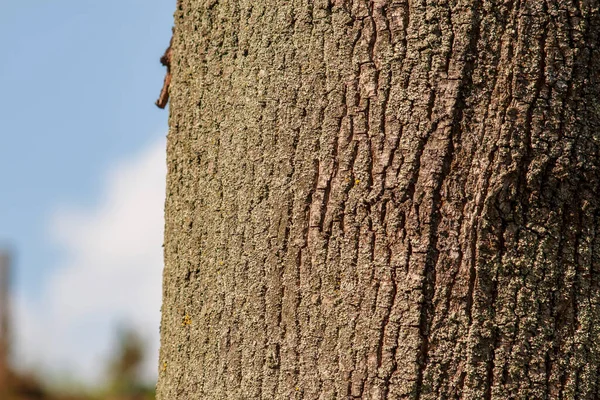 太陽の下で公園内の古い木の樹皮の質感 — ストック写真