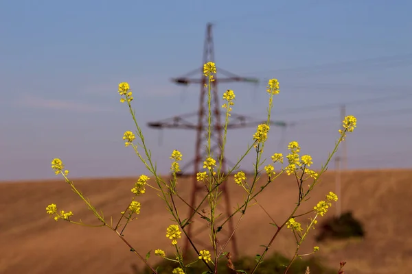 Pilar Líneas Eléctricas Campo — Foto de Stock