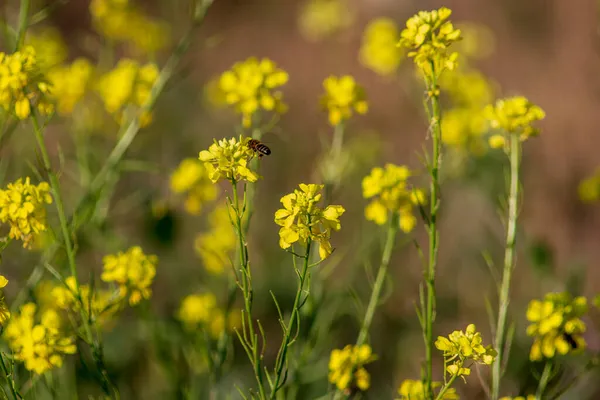 Gelbe Blüten Auf Bienen September — Stockfoto