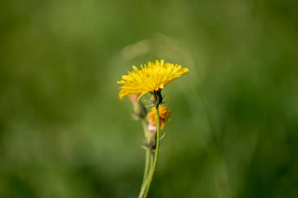 Żółte Kwiaty Pszczołach Wrześniu — Zdjęcie stockowe