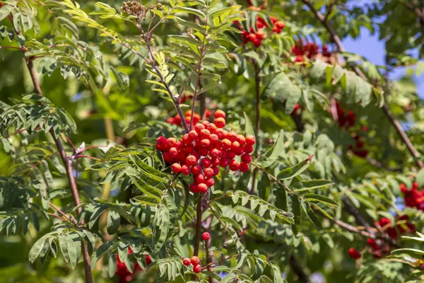 Red Rowan Berries Green Leaves September — Stock Photo, Image