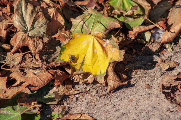 Folhas Outono Amarelas Setembro — Fotografia de Stock