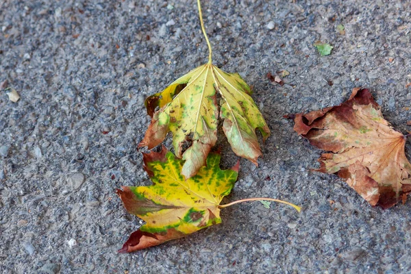 Gelbe Herbstblätter September — Stockfoto