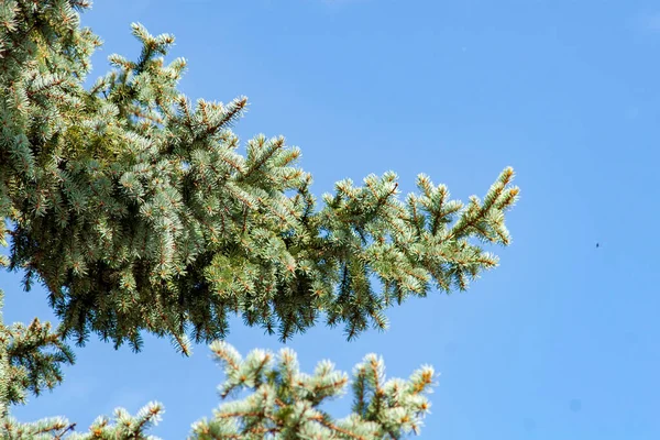 Зеленые Ветви Елки Конусы Фоне Неба — стоковое фото