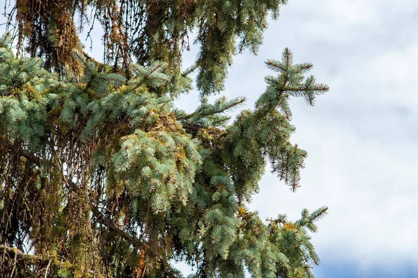 空を背景にクリスマスツリーとコーンの緑の枝 — ストック写真