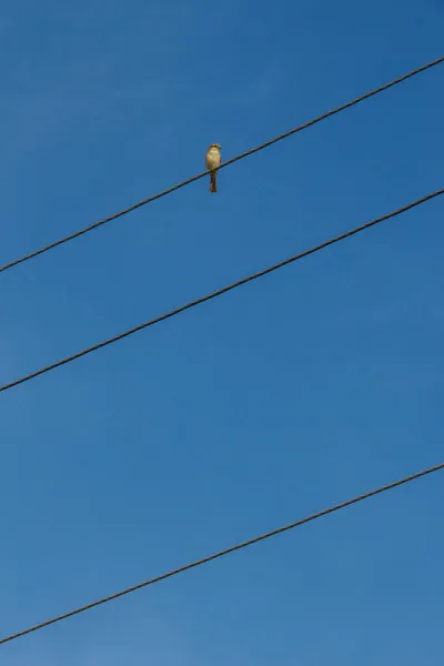 Stromleitungen Vor Blauem Himmel — Stockfoto