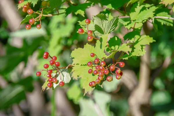 Bagas Vermelhas Viburnum Arbusto — Fotografia de Stock