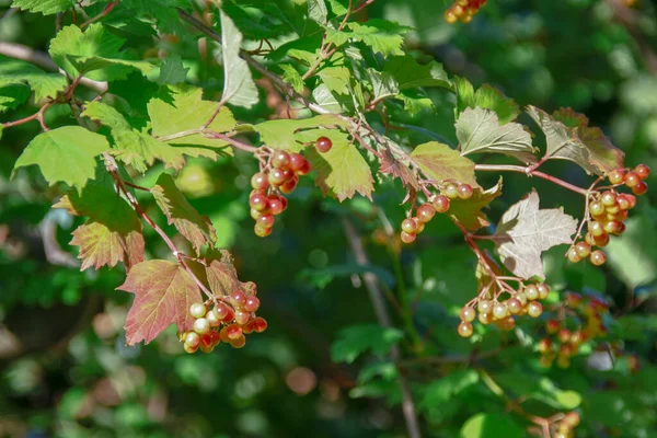Rote Beeren Von Viburnum Auf Dem Strauch — Stockfoto