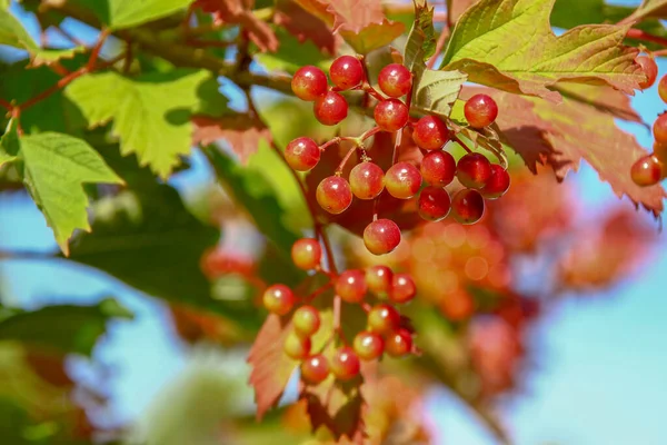Red Berries Viburnum Bush — Stock Photo, Image