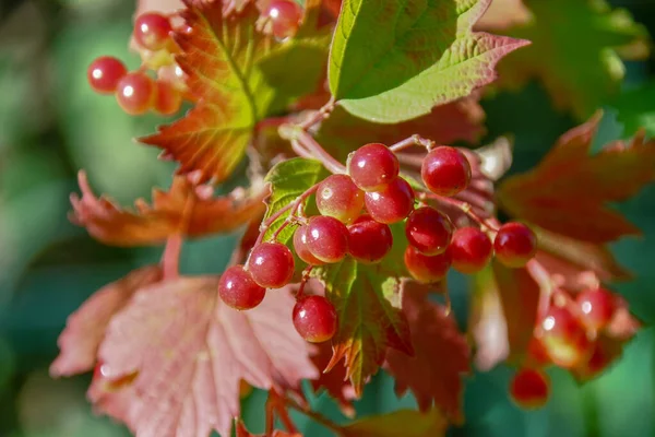 Bagas Vermelhas Viburnum Arbusto — Fotografia de Stock