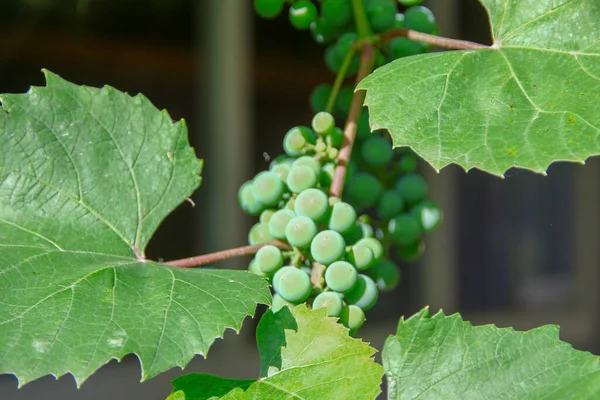 Zielone Winogrona Liście Zielone — Zdjęcie stockowe