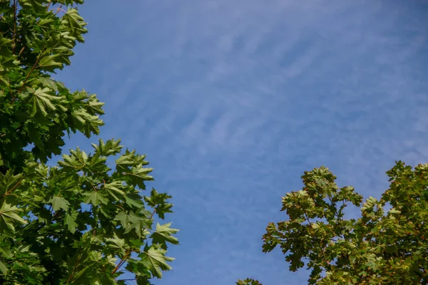 Bomen Met Groene Bladeren Blauwe Lucht — Stockfoto