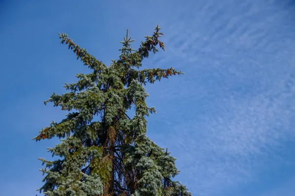 Strom Modrá Obloha Parku — Stock fotografie