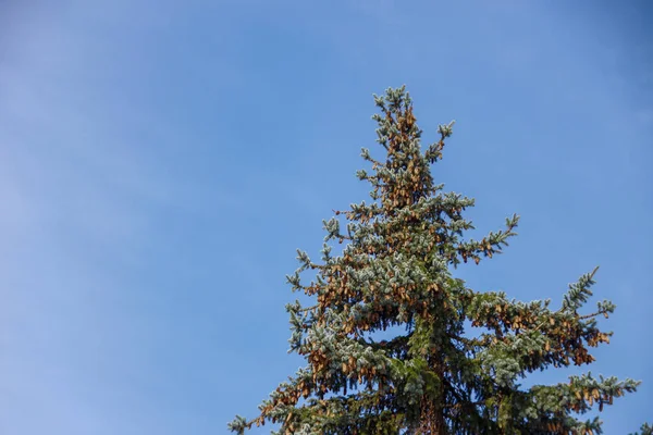 Tree Tree Blue Sky Park — Stock Photo, Image