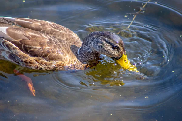 Canard Sauvage Nage Sur Eau Dans Étang Septembre — Photo