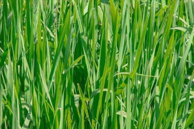 Yeşiller ve nilüferler göletin ve suyun yanında