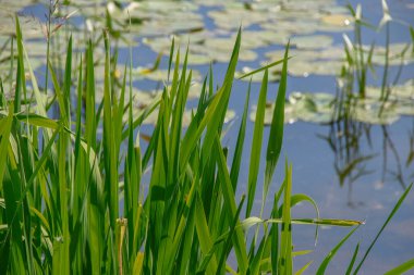 Yeşiller ve nilüferler göletin ve suyun yanında