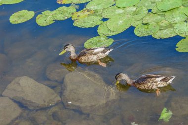 Vahşi ördekler suda yüzer.