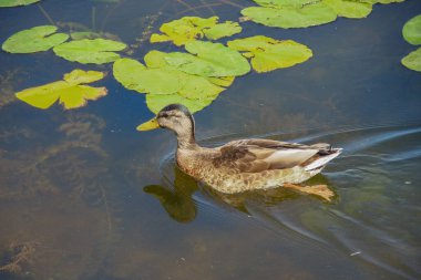 Vahşi ördekler suda yüzer.
