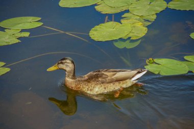 Vahşi ördekler suda yüzer.