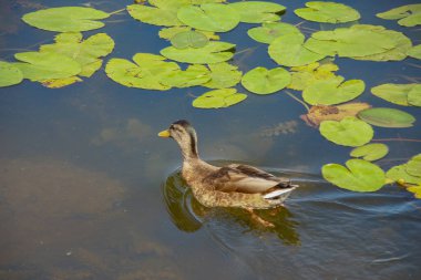 Vahşi ördekler suda yüzer.