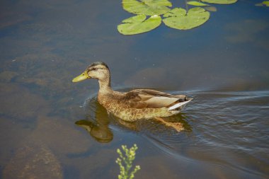 Vahşi ördekler suda yüzer.