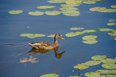 Vahşi ördekler suda yüzer.