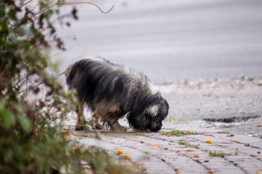 Gri siyah Pekin köpeği sokakta kayboldu.