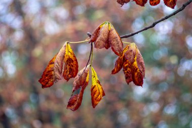 Eylül 'de ağaçta yeşil kestane