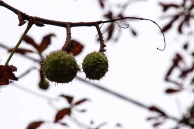 Eylül 'de ağaçta yeşil kestane