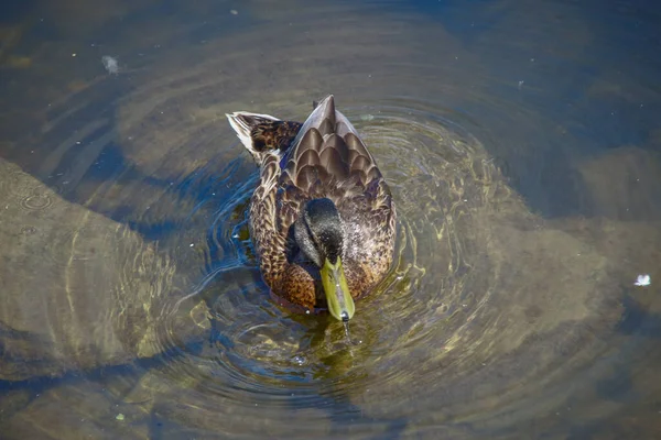 Patos Selvagens Nadam Água — Fotografia de Stock