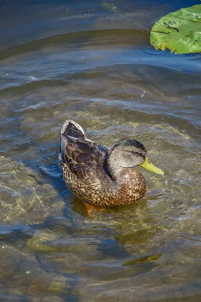 Bebek Liar Berenang Dalam Air — Stok Foto