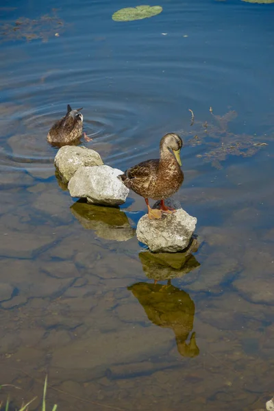 Wild Ducks Swim Water — Stock Photo, Image